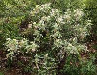 Parthenium tomentosum image