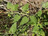 Matelea tristiflora image