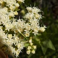 Ageratina thyrsiflora image