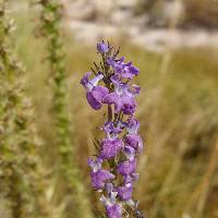 Lobelia fenestralis image