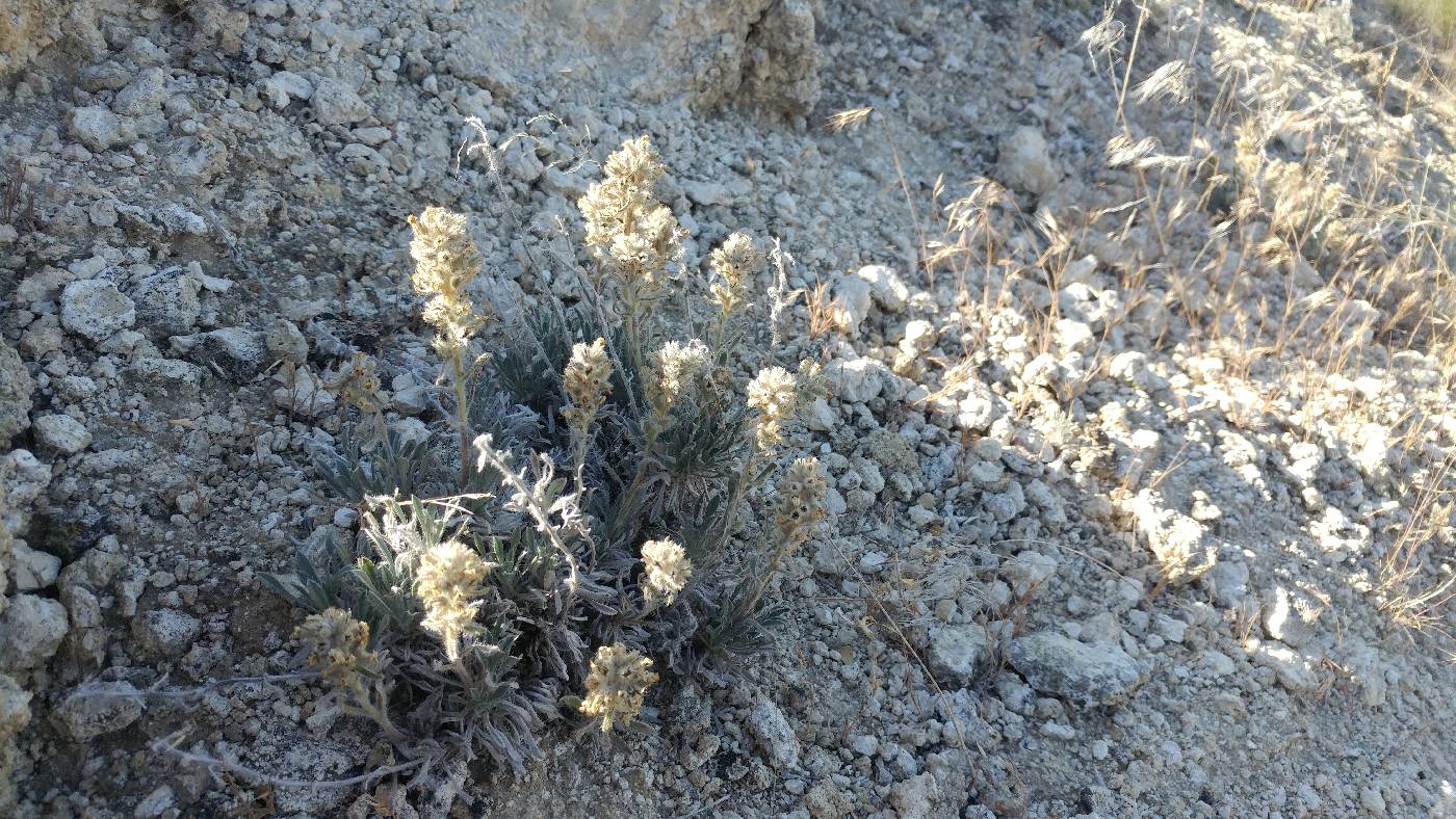 Cryptantha spiculifera image