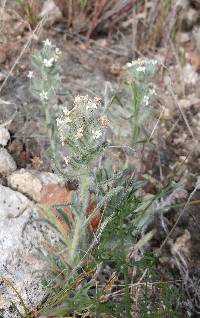 Cryptantha spiculifera image