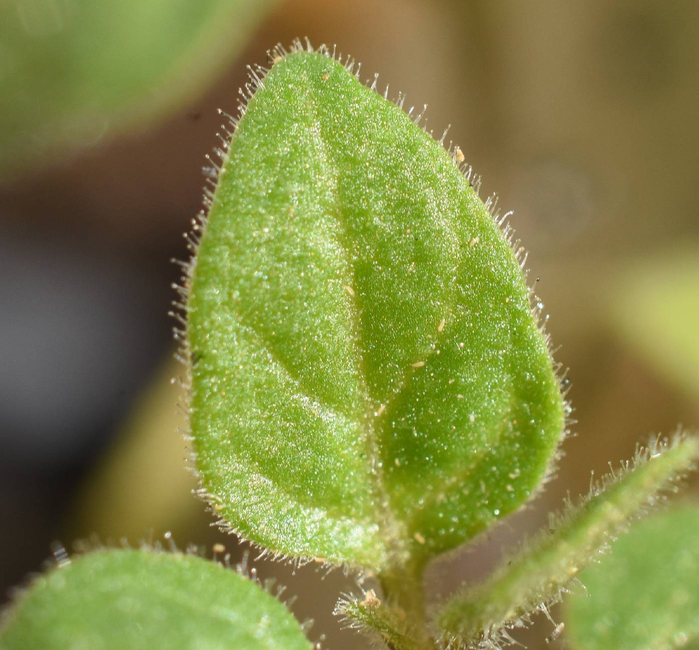 Solanum retroflexum image