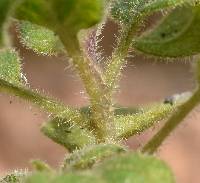 Solanum retroflexum image