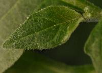 Image of Solanum nigrum