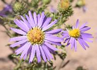 Machaeranthera tanacetifolia image