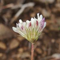 Trifolium pinetorum image