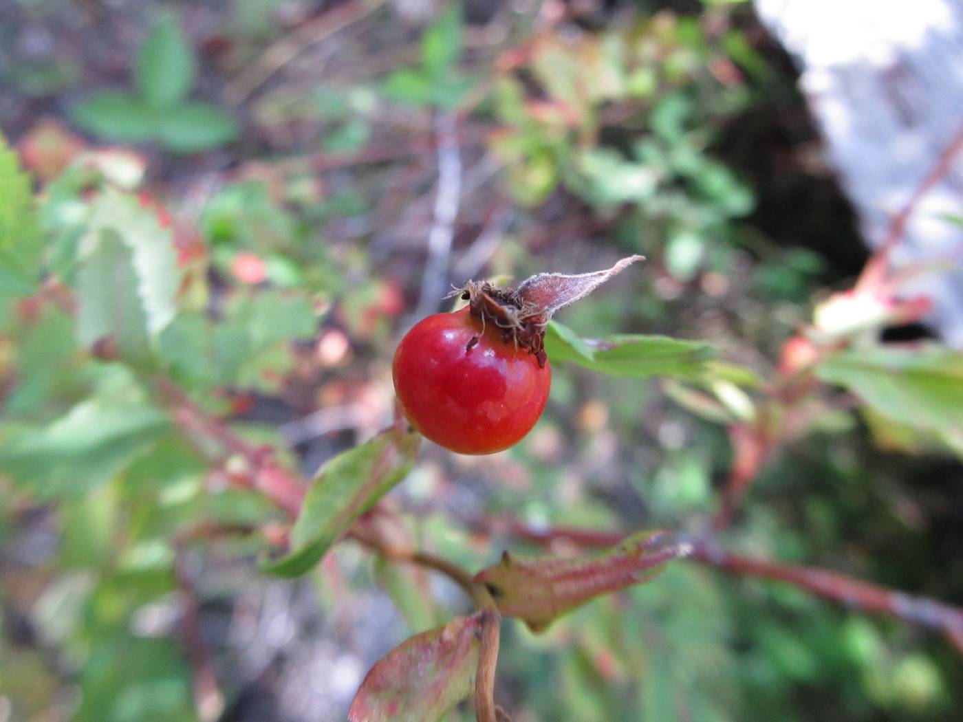 Rosa woodsii subsp. arizonica image