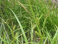 Carex thurberi image