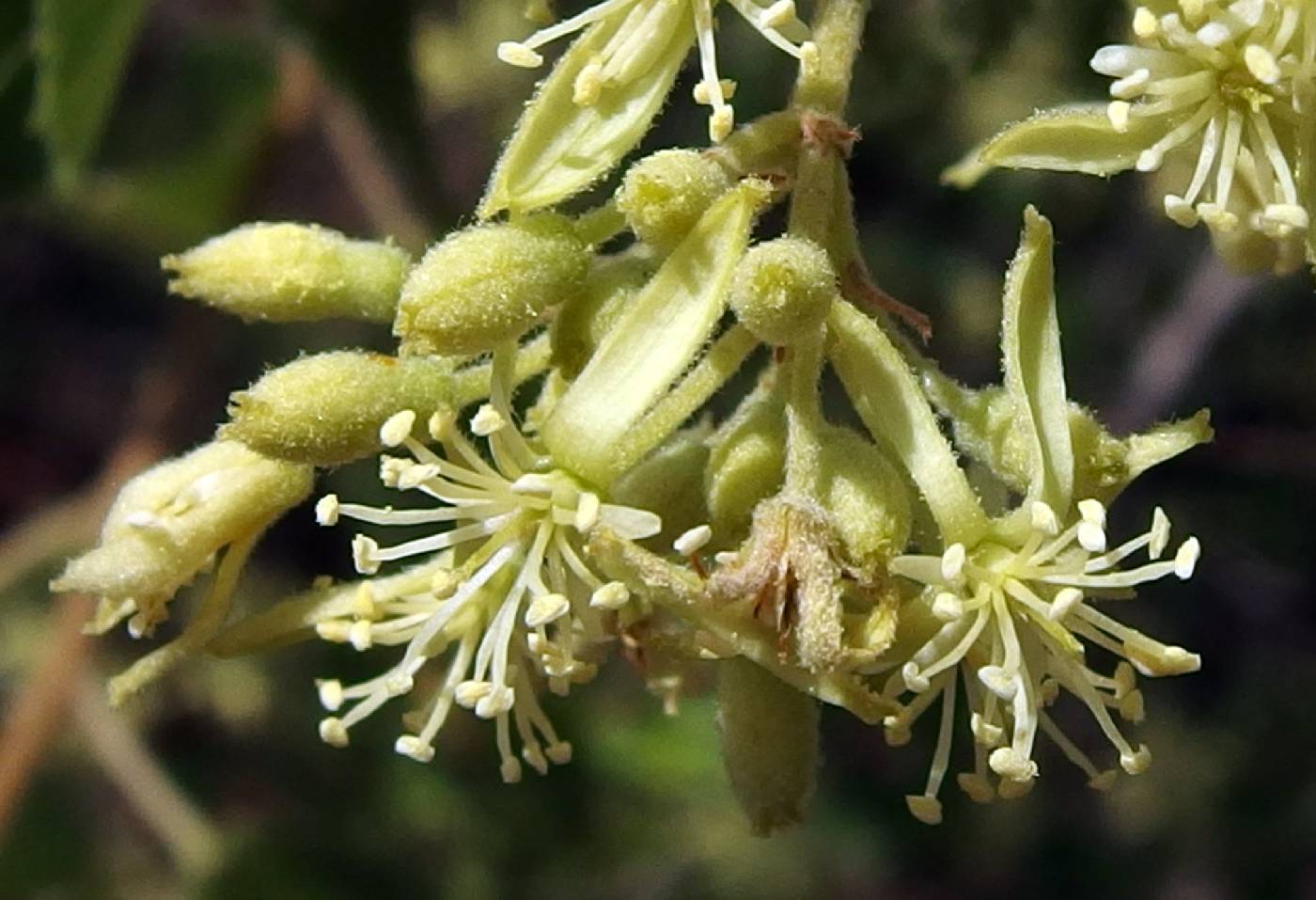 Heliocarpus attenuatus image