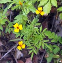 Tagetes triradiata image