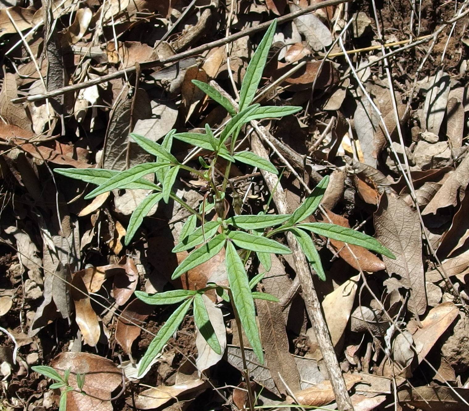 Solanum stenophyllidium image