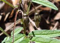 Solanum stenophyllidium image