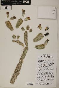 Cylindropuntia alcahes image