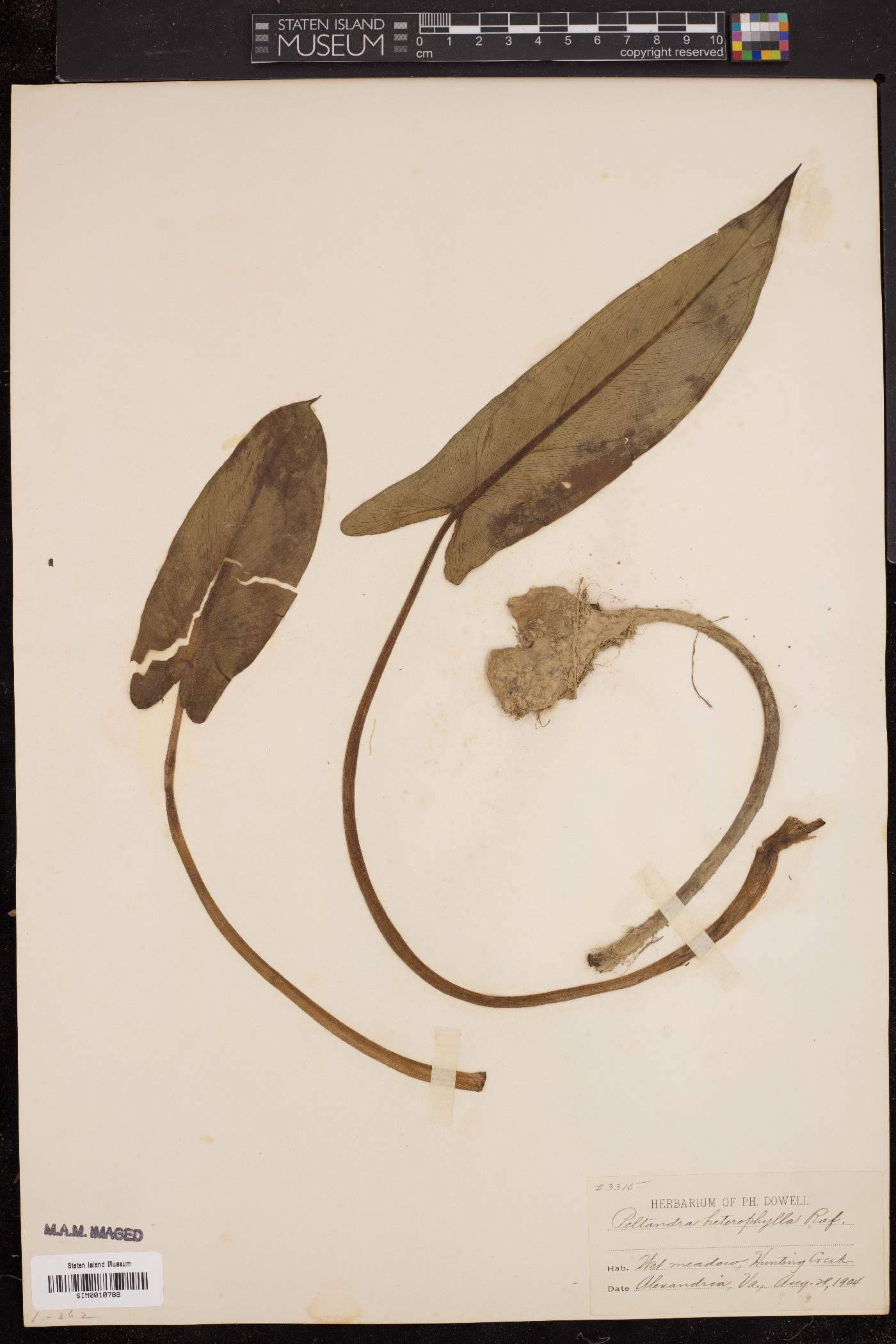 Peltandra heterophylla image