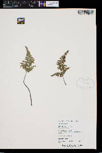 Asplenium adiantum-nigrum image