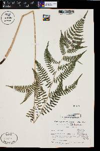 Athyrium filix-femina var. asplenioides image