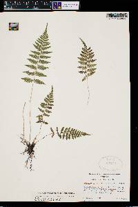 Athyrium filix-femina var. asplenioides image