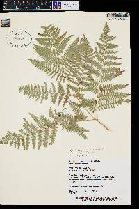 Pteridium aquilinum var. pubescens image