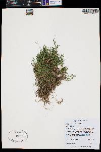 Selaginella underwoodii image