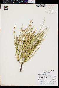 Ephedra viridis image