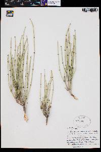 Ephedra viridis image