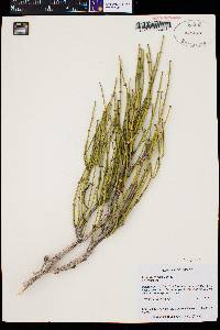 Ephedra viridis image