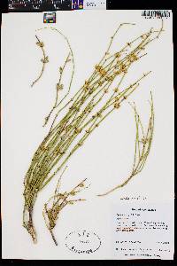 Ephedra viridis image