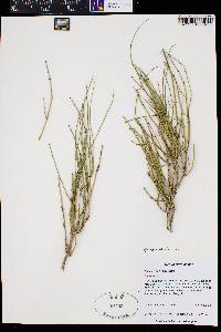 Ephedra viridis image