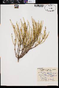 Ephedra viridis image