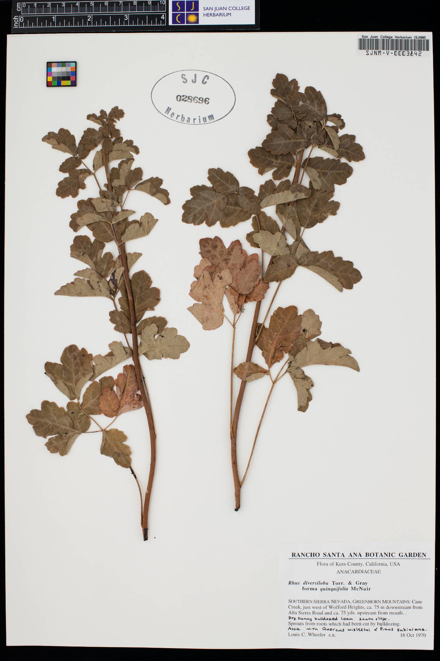 Toxicodendron diversilobum image