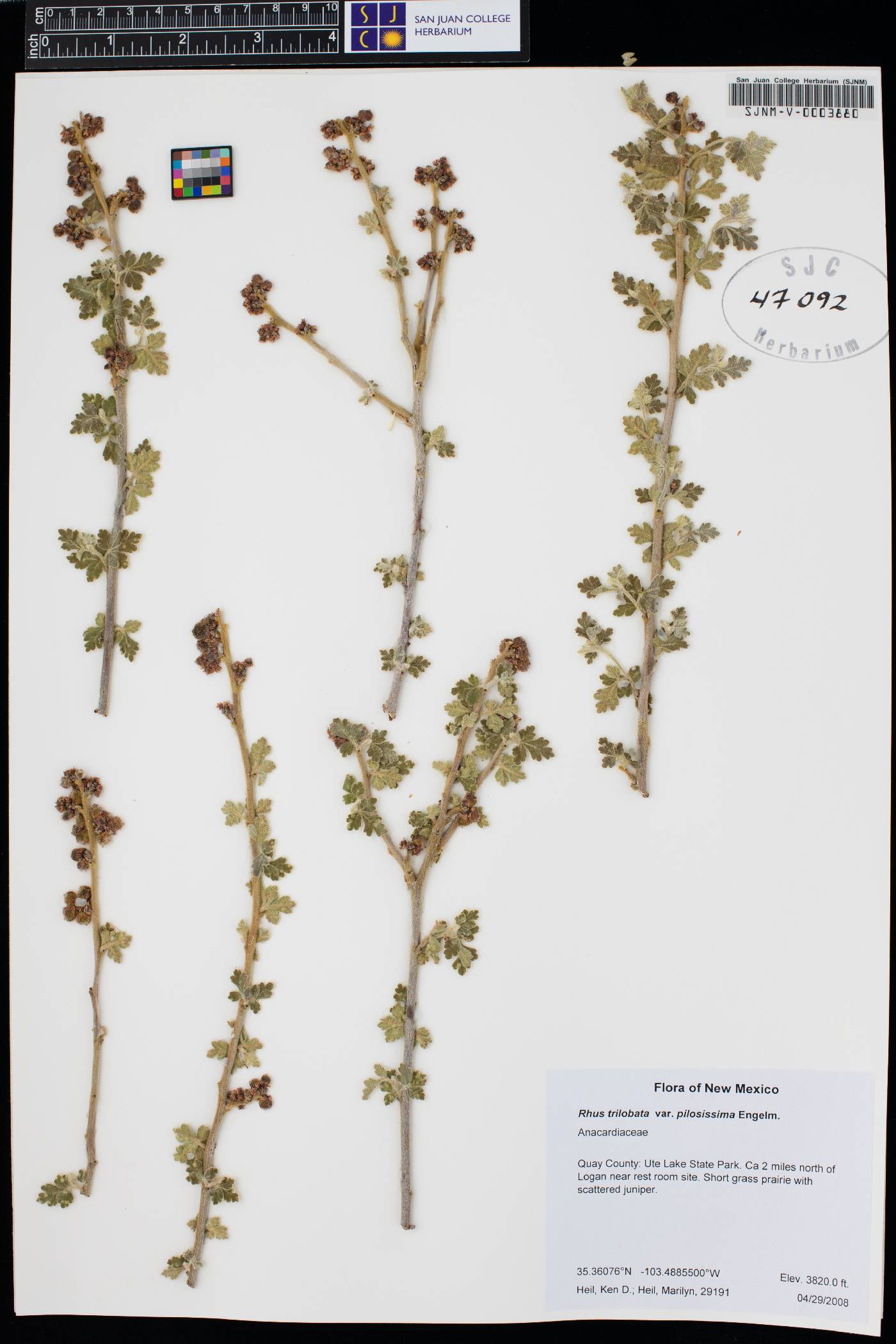 Rhus trilobata var. pilosissima image
