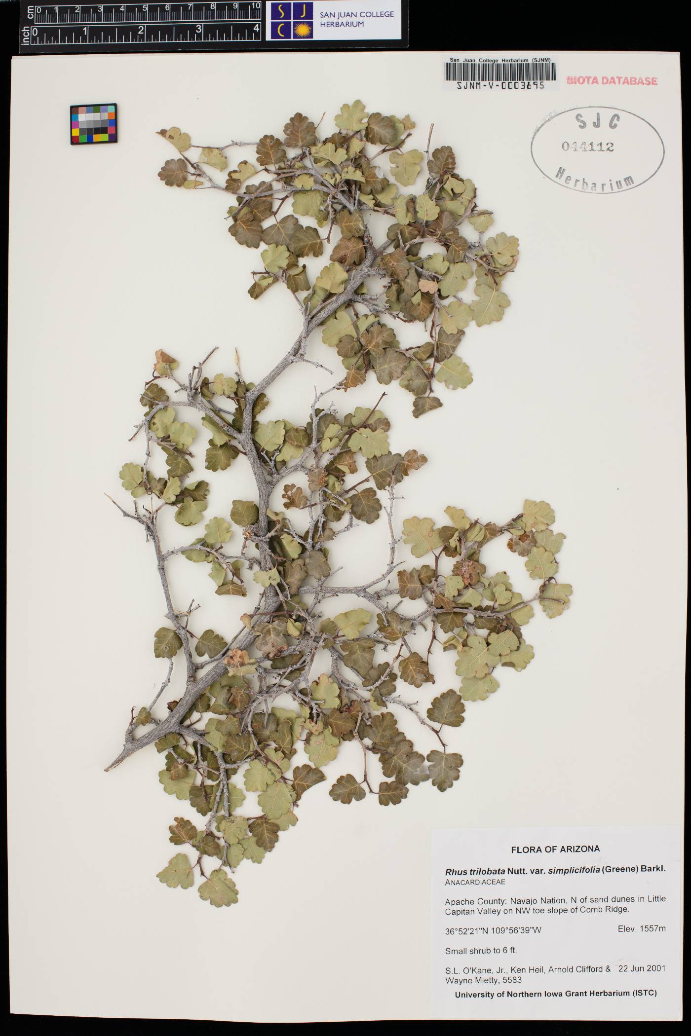 Rhus trilobata var. simplicifolia image