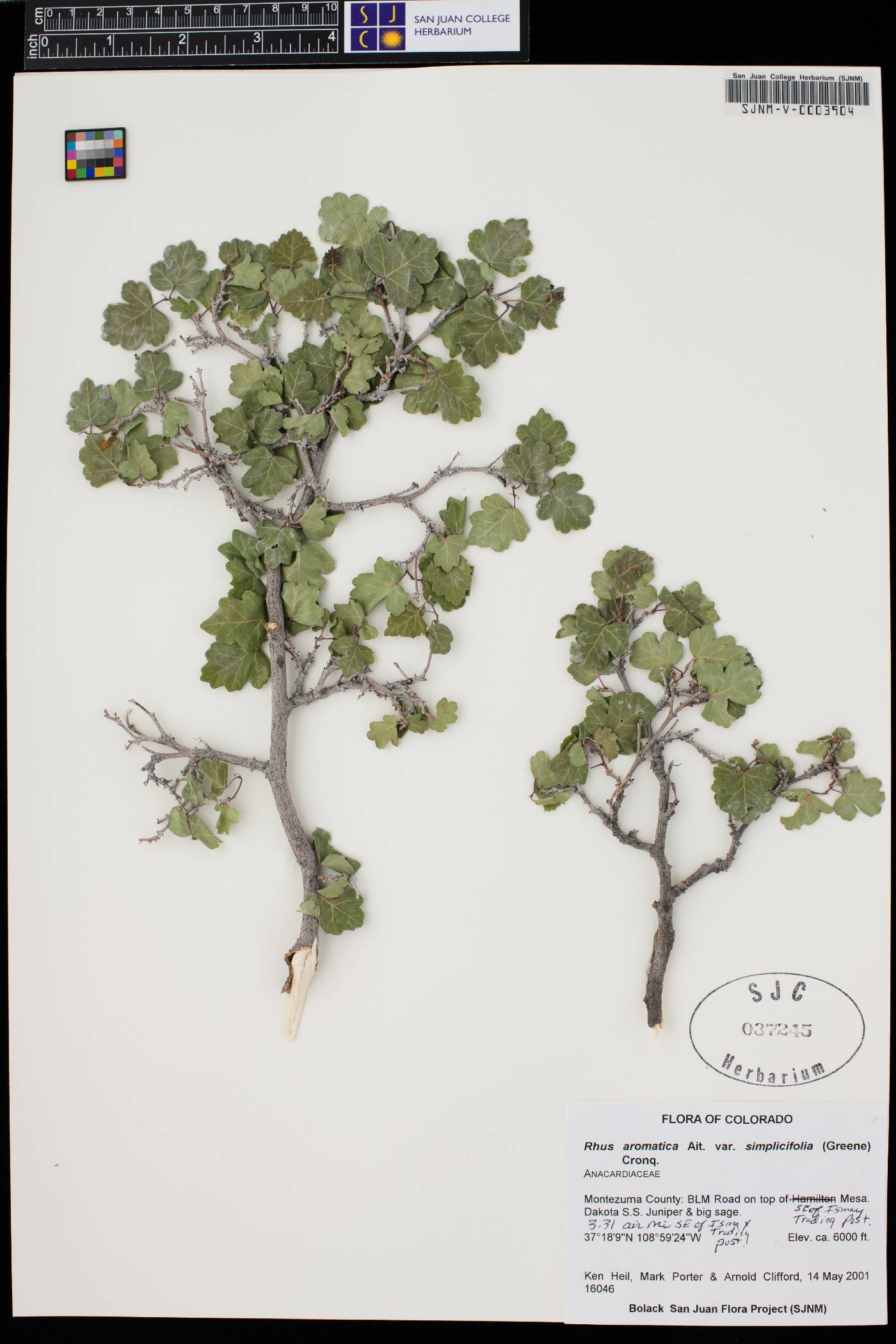 Rhus trilobata var. simplicifolia image