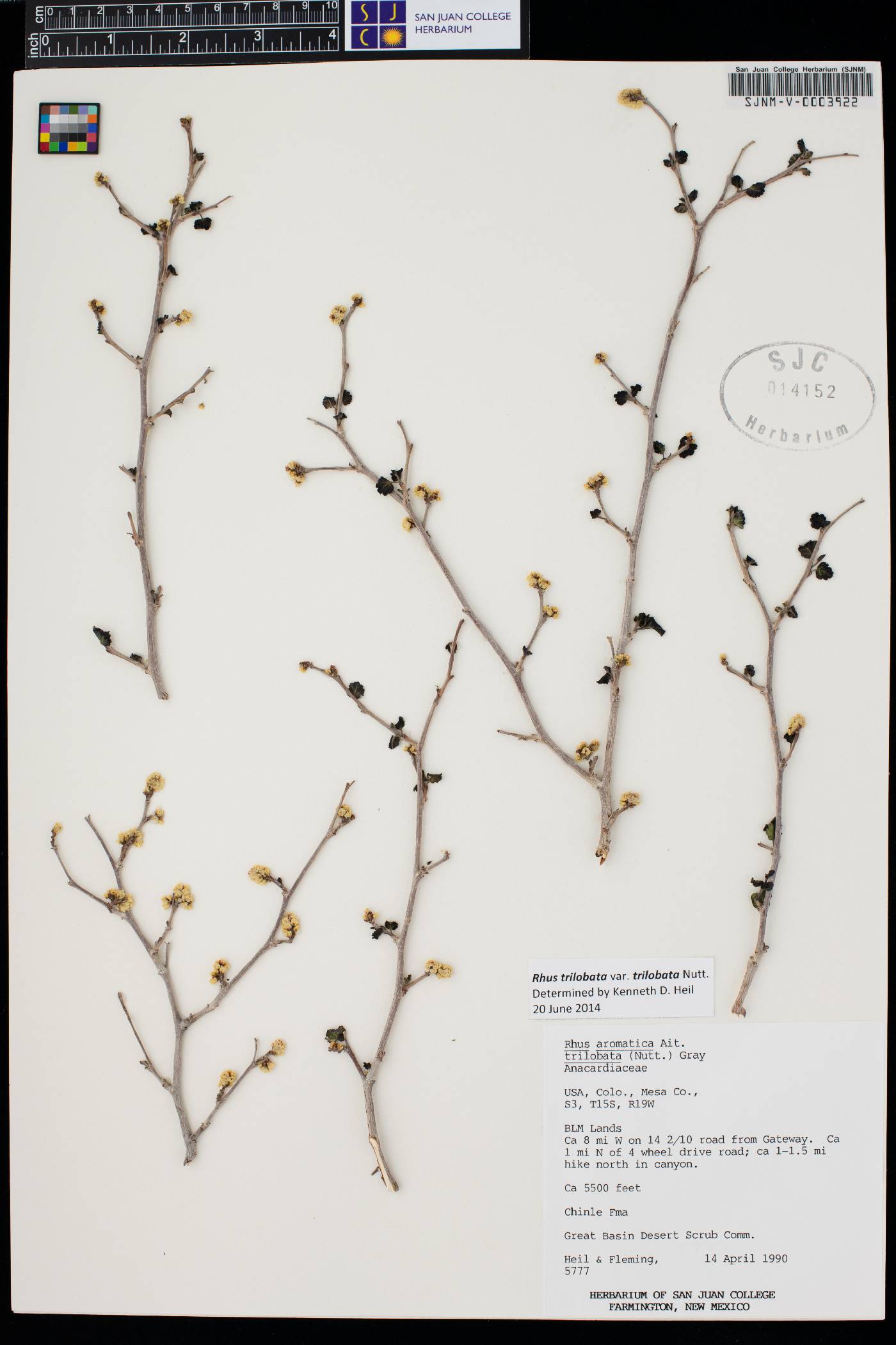 Rhus trilobata var. trilobata image