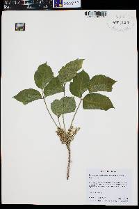 Toxicodendron rydbergii image