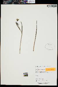 Dichelostemma capitatum image