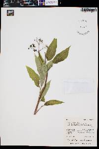 Sambucus racemosa subsp. racemosa image