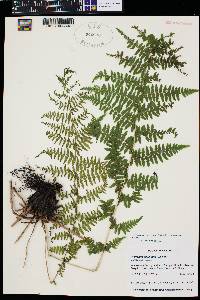 Athyrium alpestre image