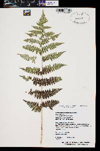 Dryopteris filix-mas image