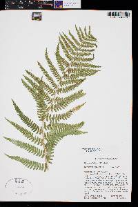 Dryopteris filix-mas image