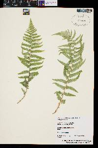 Dryopteris filix-mas image