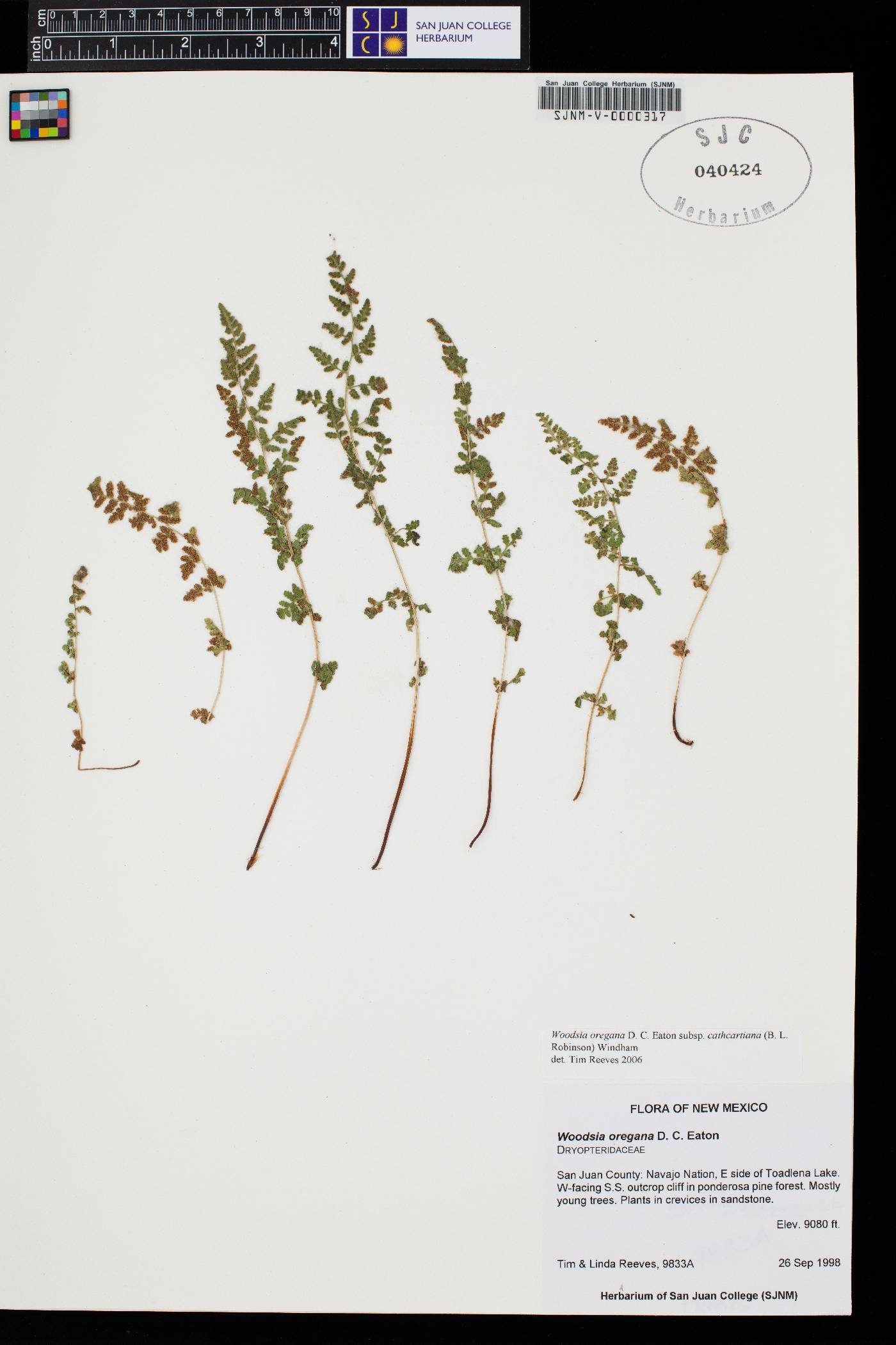 Woodsia oregana subsp. cathcartiana image