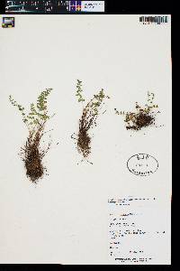 Woodsia oregana subsp. cathcartiana image