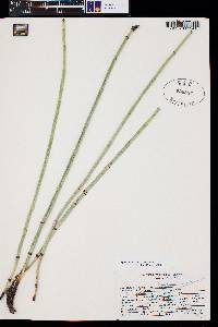 Equisetum × ferrissii image