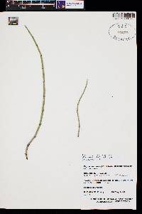 Equisetum hyemale var. affine image