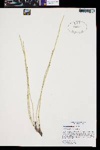 Equisetum variegatum image