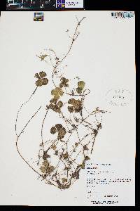 Marsilea vestita image