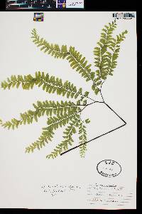 Adiantum aleuticum image