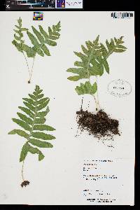 Polypodium californicum image